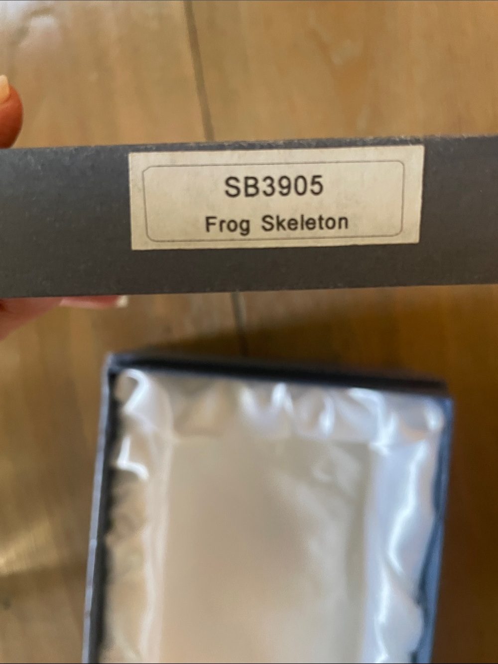 Frog Skeleton! New! - Picture 10 of 10
